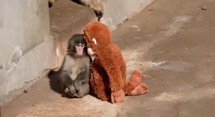 Povestea tristă a lui Punch, mica maimuță părăsită de mama sa, care a cucerit întreaga lume. Experții explică de ce își abandonează animalele puii