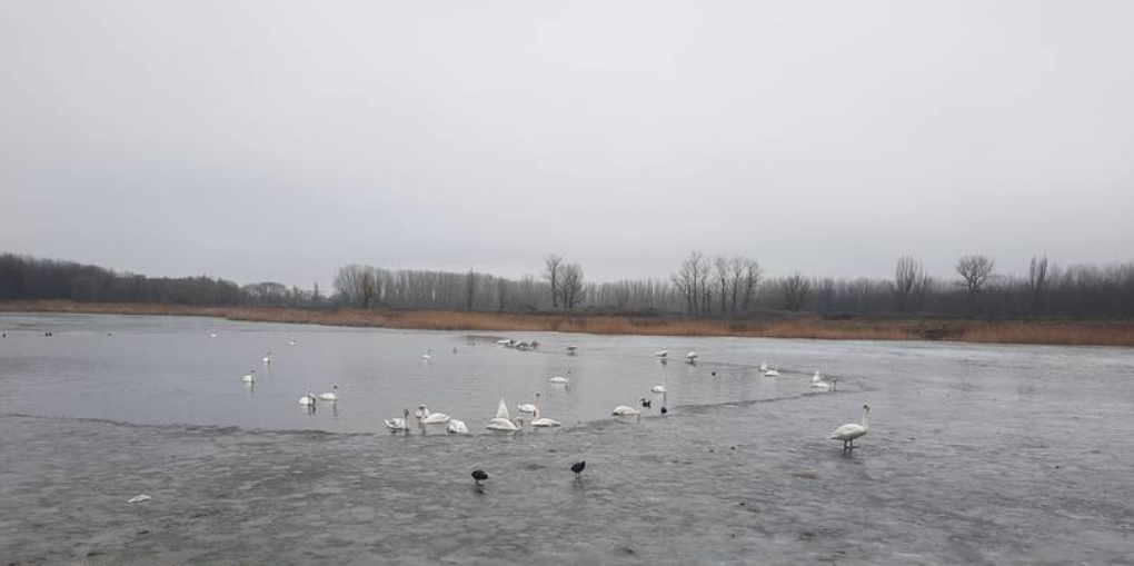 E focar de gripă aviară în Bârlad. Patru lebede, găsite moarte pe un lac