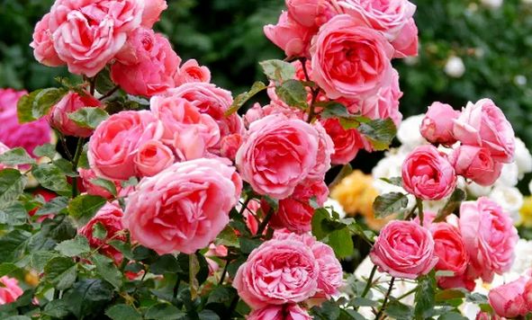 Ce trebuie să faci în februarie ca trandafirii să înflorească spectaculos