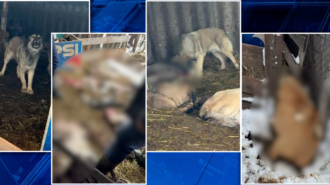 Măcel în Olt. O haită de câini, scăpată dintr-o curte privată, a ucis zeci de oi și miei. Pagubele sunt uriașe