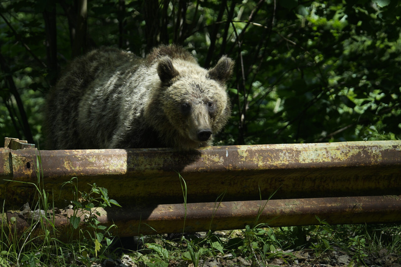 Bărbat din Vâlcea, atacat de urs. A ajuns rănit acasă și a sunat la Salvare