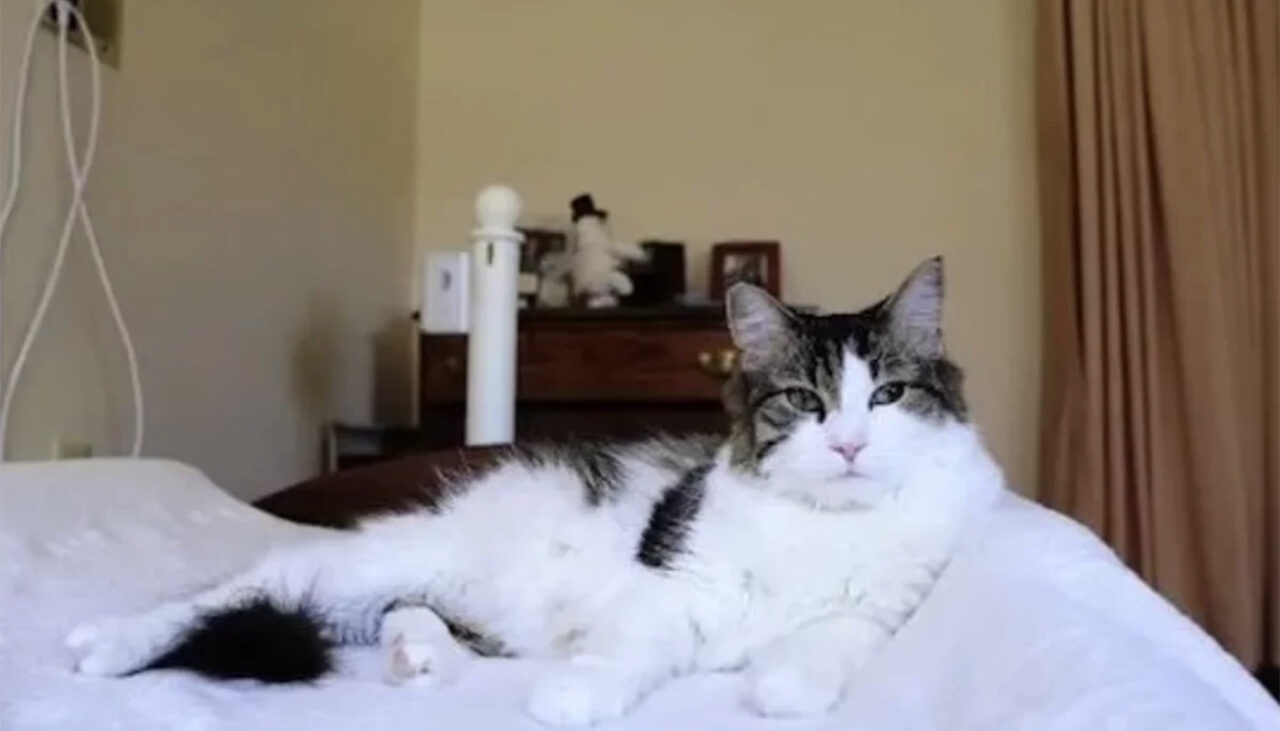 Cazul straniu al motanului Oscar. A fost „adoptat” de un azil de bătrâni și, la început, părea o felină obișnuită. Ce puteri „supranaturale” avea