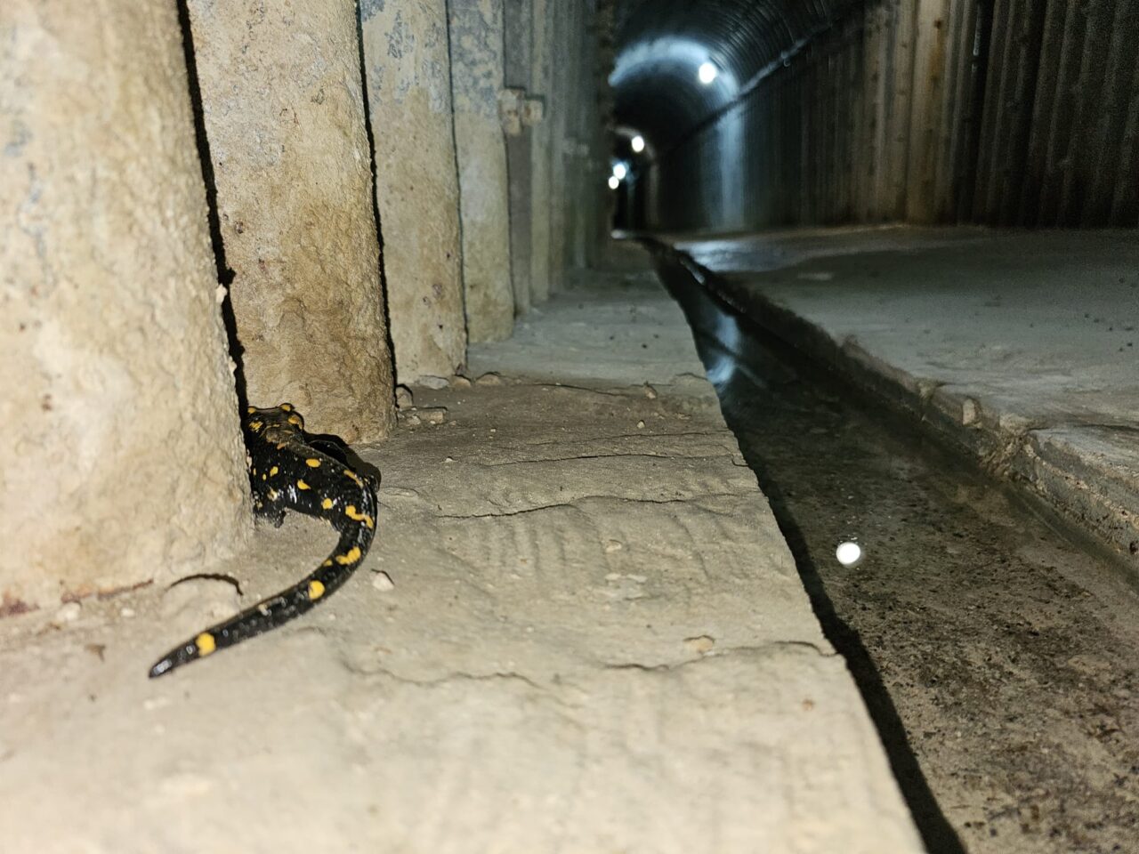 Ciudatul animal care a ieșit din hibernare, după ce s-a „odihnit” în galeriile barajului Râușor. „Mica noastră locatară”