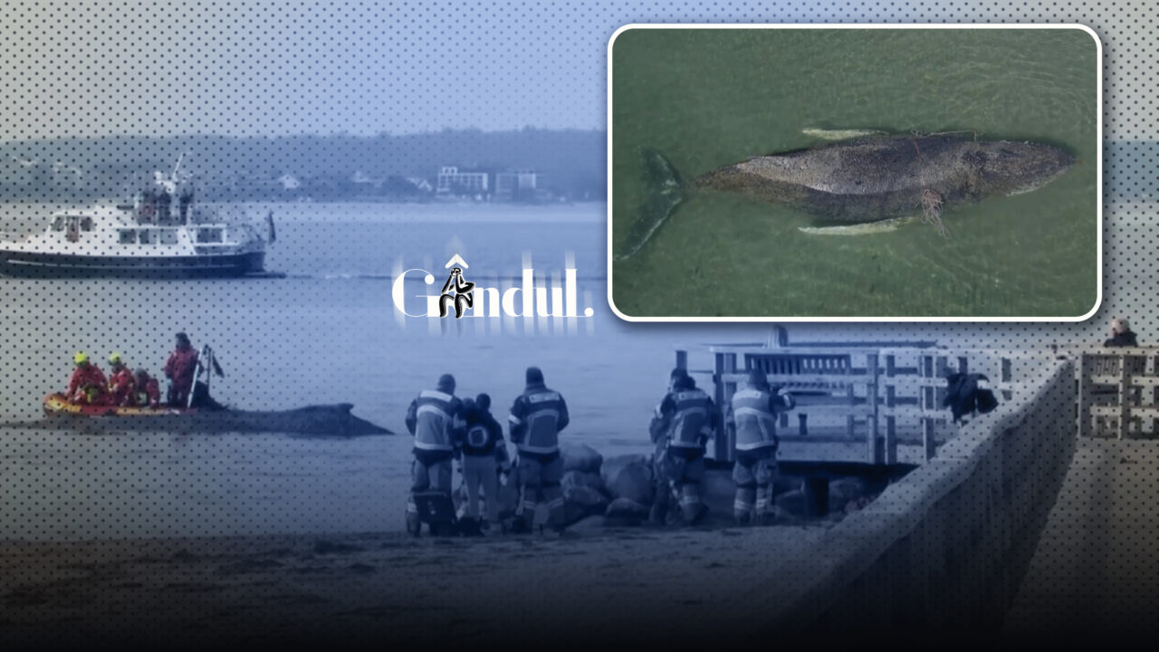 O balenă cu cocoașă, eșuată pe țărmul Mării Baltice. Salvatorii se chinuie să ghideze mamiferul în ape mai adânci