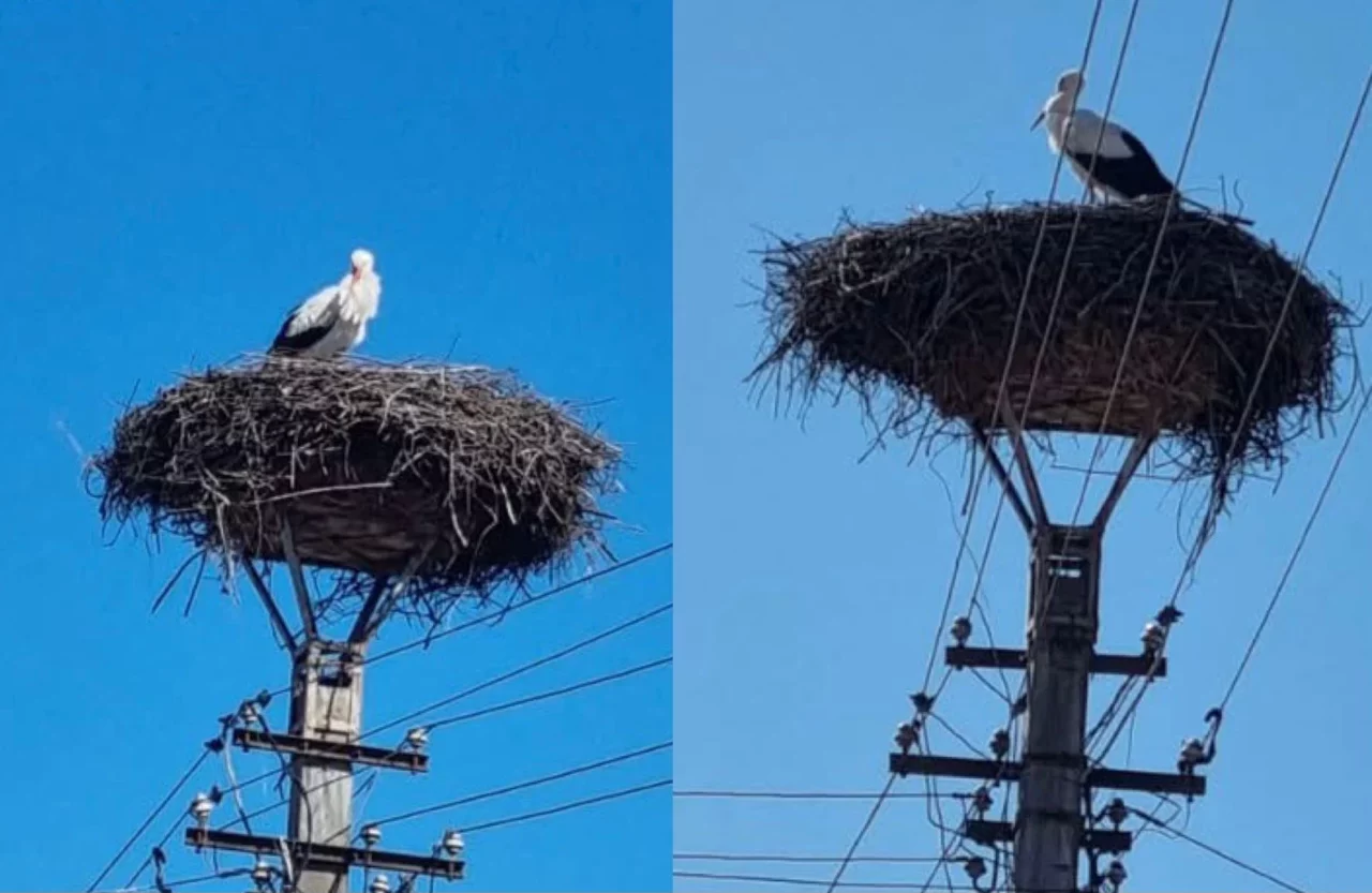 „Primăvara are semne bune”. Primele berze s-au întors deja în cuiburi, iar în zilele următoare vor mai sosi și altele