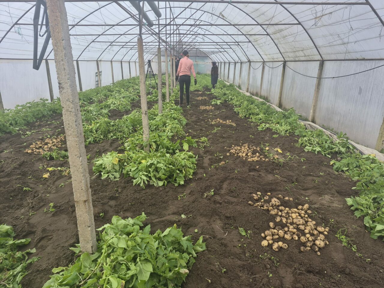 Primii cartofi noi au plecat din sudul Olteniei către piețele din Capitală. Cât costă un kilogram