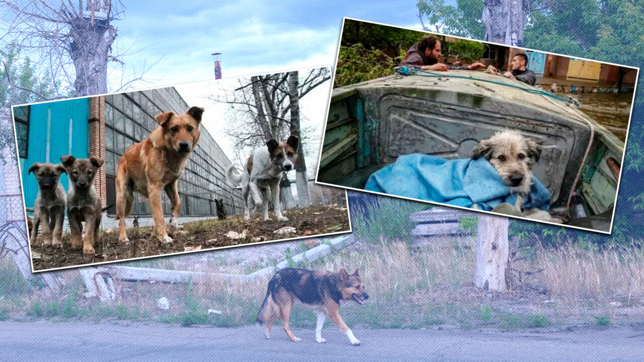 Câinii războiului: cum s-au transformat animalele fără stăpân de pe frontul din Ucraina în doar doi ani