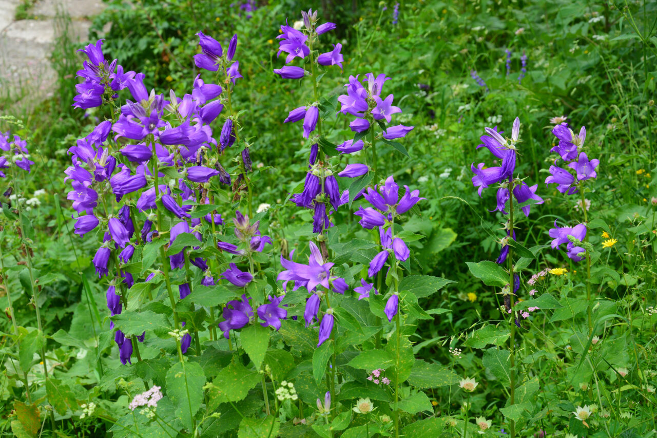 Cea mai otrăvitoare plantă din Europa. Unde se află, cum o recunoști și de ce să o eviți