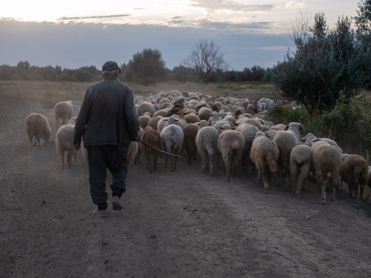 Cioban plătit regește în România. Un crescător de oi caută păstor și oferă beneficii greu de refuzat. Care este oferta de salariu