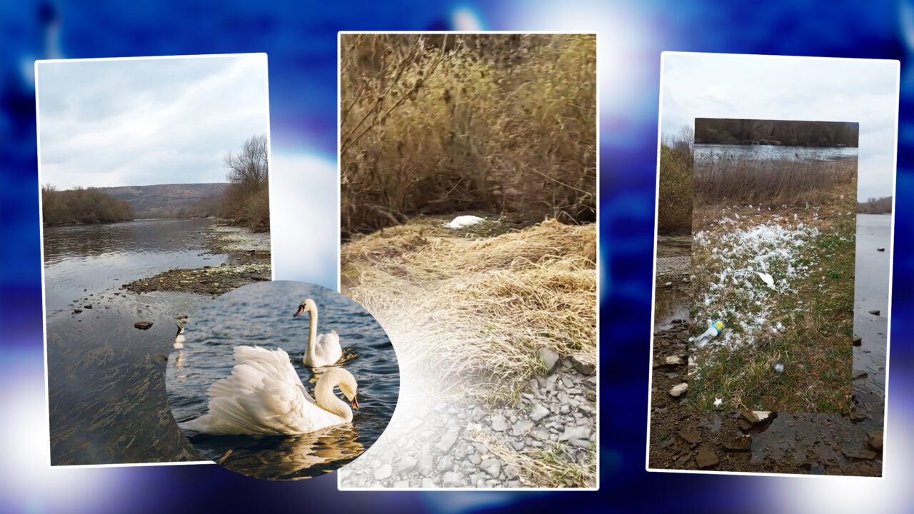 Catastrofă ecologică în Republica Moldova: Mai multe lebede ar fi murit după poluarea masivă a Nistrului cu petrol din Ucraina