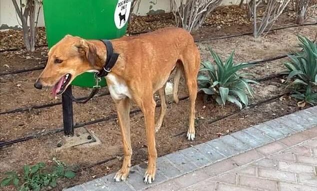 Influencerii și expații care pleacă din Dubai își abandonează animalele de companie. ONG-urile sunt „copleșite”