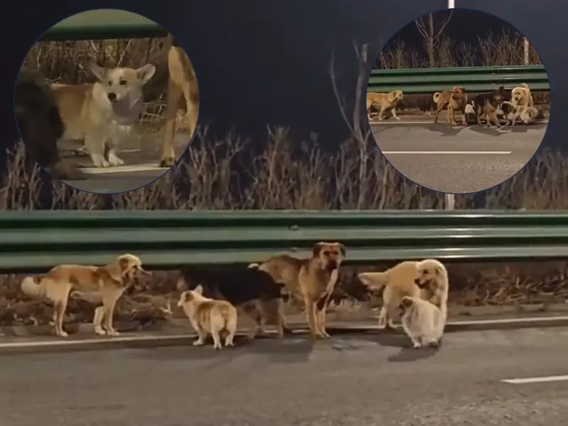 Șapte câini din China s-au întors acasă după ce au scăpat din mâinile hoților. Povestea care a impresionat sute de milioane de oameni