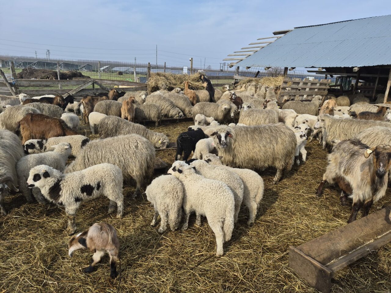 Crescătorii de animale din România, afectați de războiul din Orientul Mijlociu. Se tem că rămân cu animalele nevândute pentru că nu pot exporta mieii în țările arabe