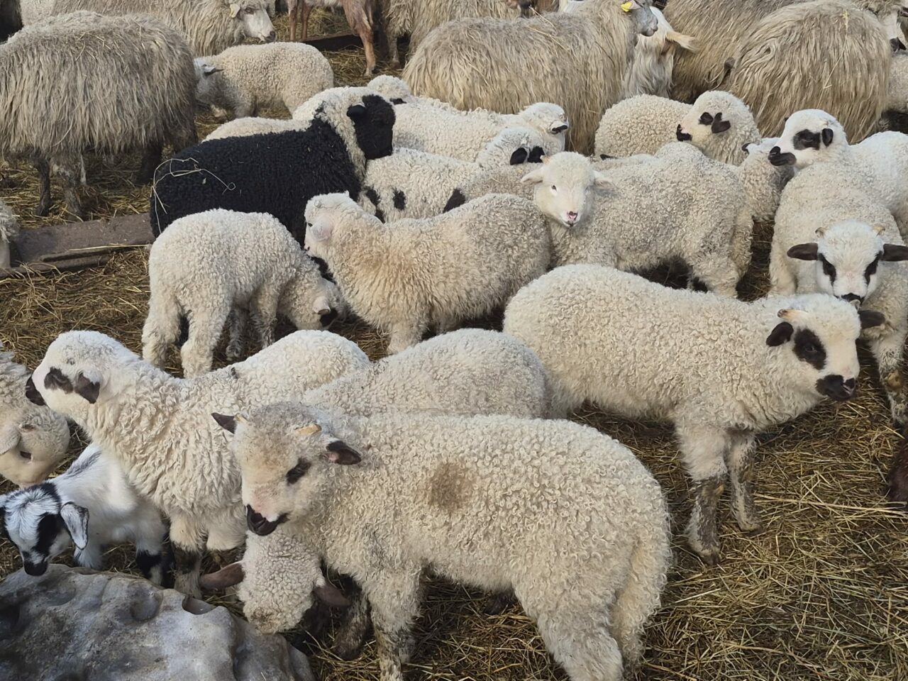 Carnea mai sănătoasă care începe să înlocuiască mielul de Paște. Tot mai mulți români își schimbă preferințele