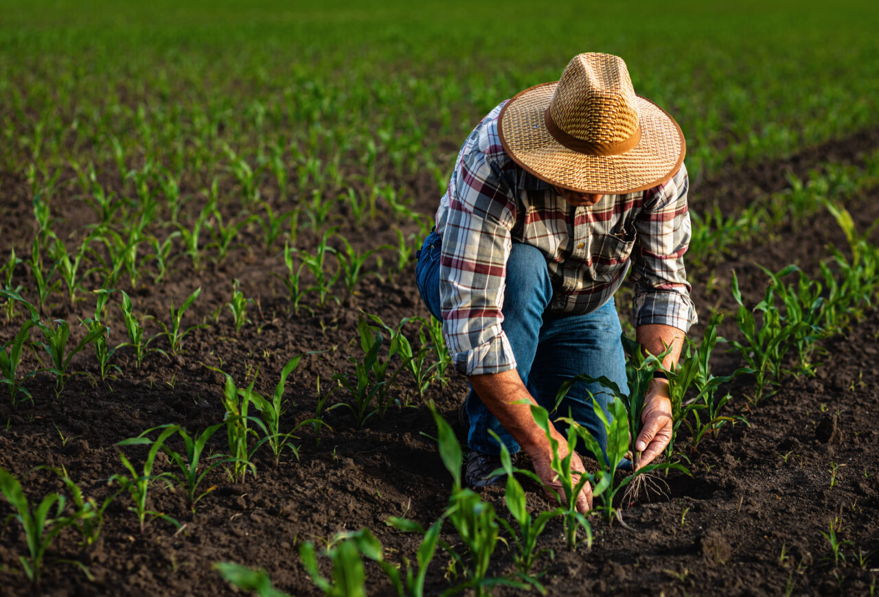 Atenție, fermieri. Anunț urgent despre subvențiile pe hectar și animale. Ce se întâmplă de mâine, 16 martie