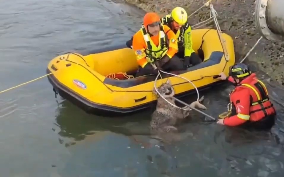 Intervenție neobișnuită în nordul Italiei. Pompierii au salvat un lup blocat într-un canal