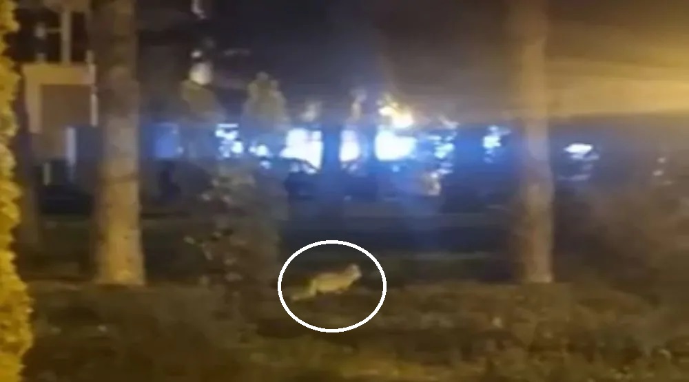 O vulpe și-a făcut apariția prin Complexul Studențesc din Timișoara, în zona unui fast-food. Momentul a fost filmat și postat pe rețelele sociale