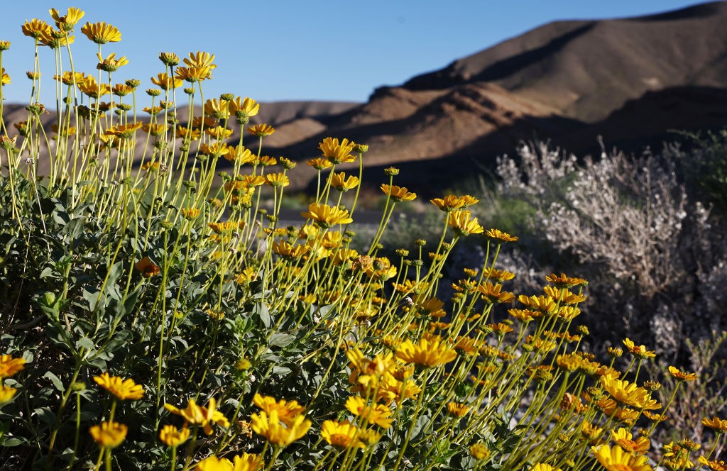 Valea Morții a înflorit spectaculos: cel mai frumos peisaj din ultimul deceniu