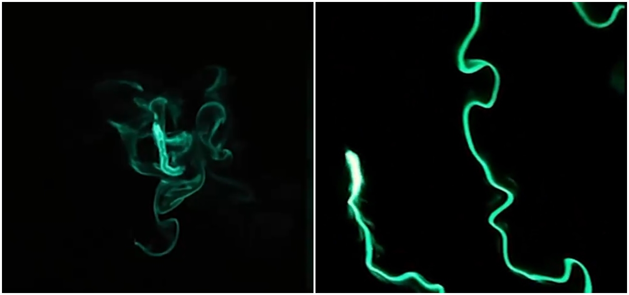 Viermi de foc bioluminiscenți „aprind” oceanul în Long Beach. Imagini virale filmate în Statele Unite