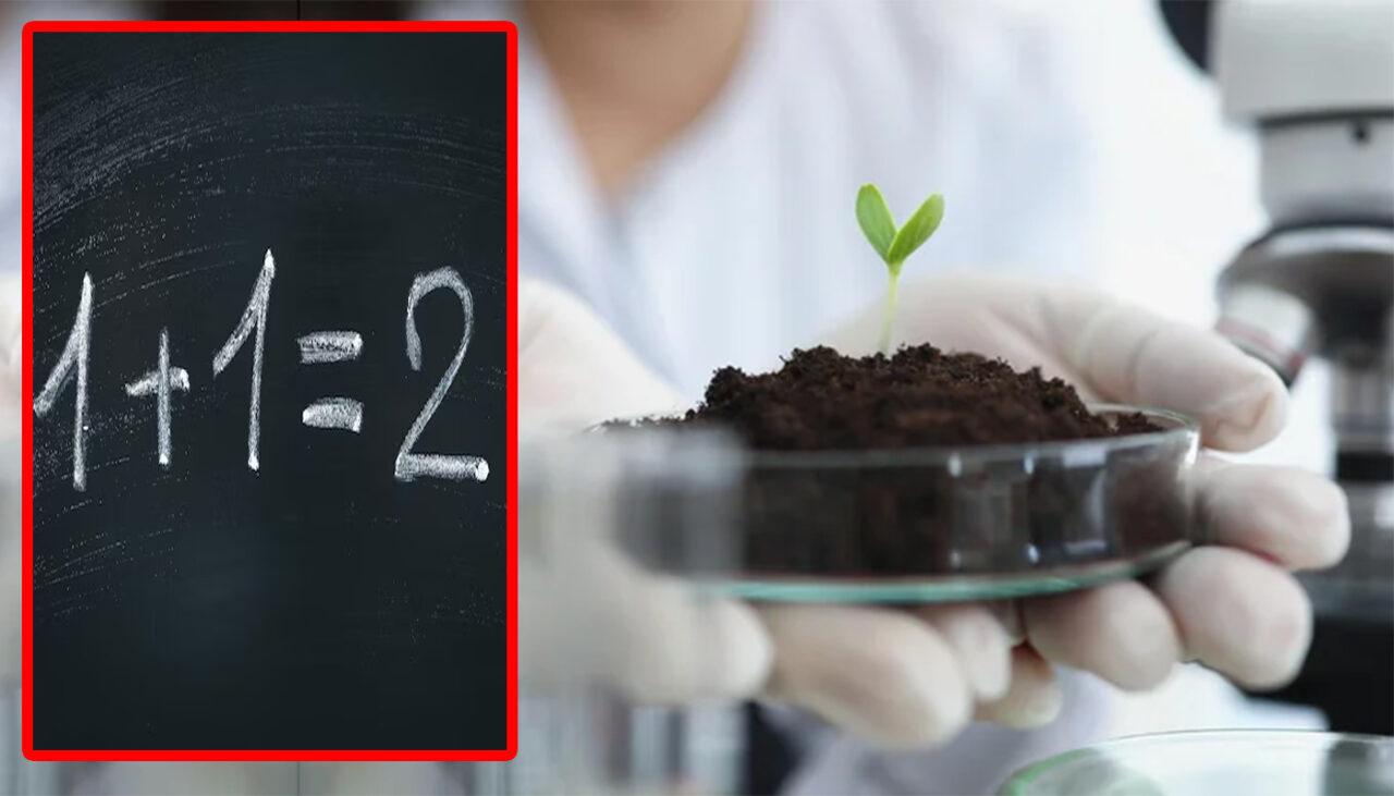 Noua descoperire a cercetătorilor americani: Plantele pot face „calcule” și sunt mai inteligente decât credem