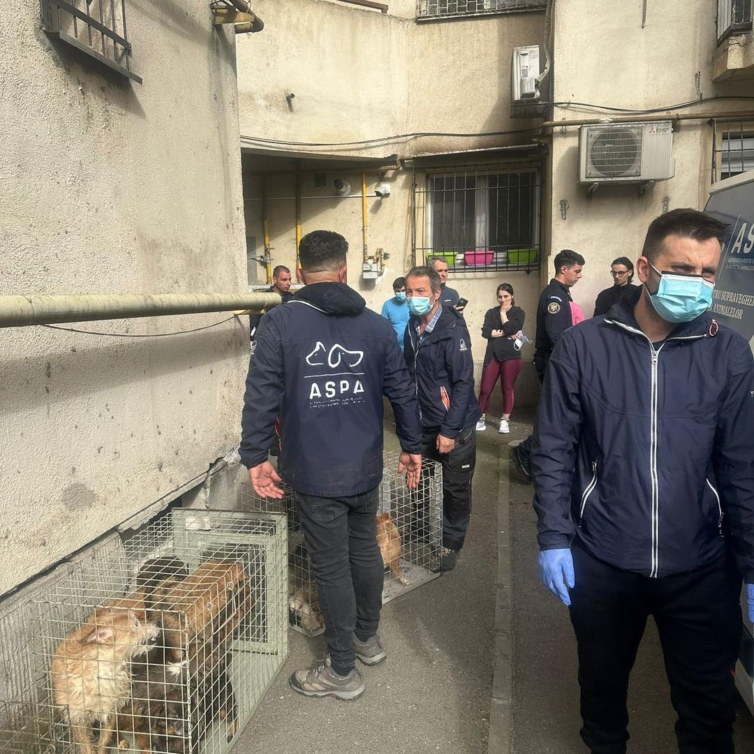 25 de câini ținuți în condiții mizere într-un apartament din București, salvați de ASPA