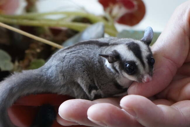 Primul pui de veveriță marsupială zburătoare, născut în captivitate, în România. Unde a avut loc premiera