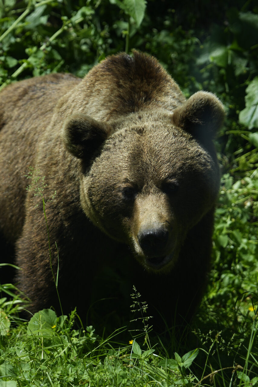 Deputații votează miercuri legea urșilor. Autoritățile locale ar putea acționa în caz de atac