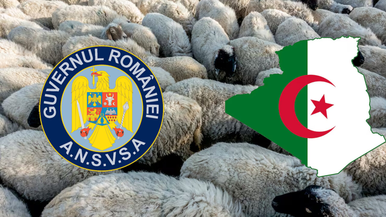 În urma demersurilor diplomatice ale României, peste un milion de oi trec graniţa, în Algeria