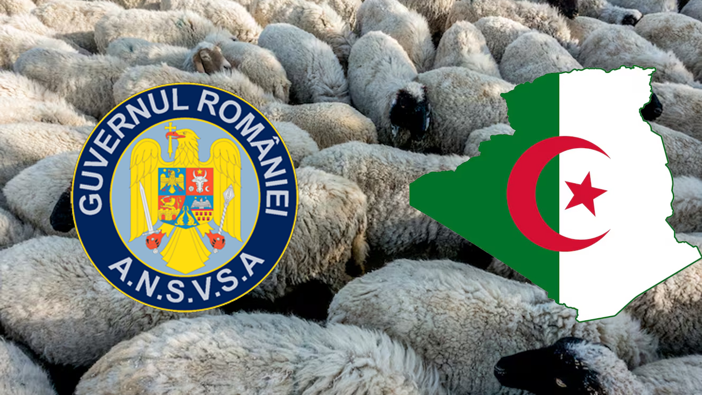 Algeria vrea să importe peste un milion de ovine din România în 2027
