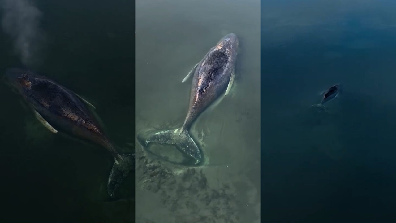 Imagini dramatice cu o balenă cu cocoașă eșuată în Marea Baltică. Ce au decis echipele de salvare după ce au constatat starea critică a animalului