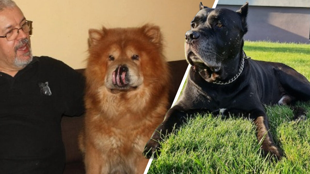 Încăierarea Ding vs Jax s-a lăsat cu un proces monstru la Oradea. Cine a fost capul răutăților