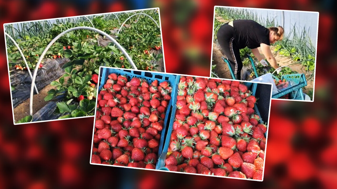 Primele căpșuni românești ajung pe tarabe înainte de Paște. Care va fi prețul trufandalelor