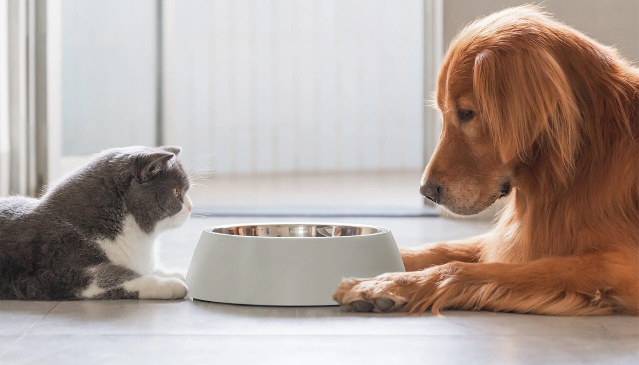 Cât te costă să crești o pisică VS un câine în 2026. Care este mai scump