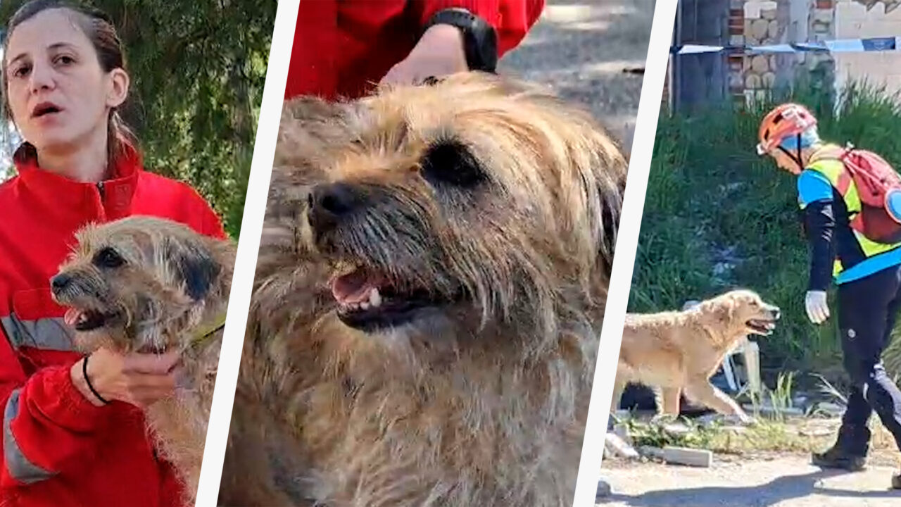 Născuți eroi. Cățeii salvatori de oameni s-au distrat de minune într-o competiție pe viață și pe moarte la Craiova