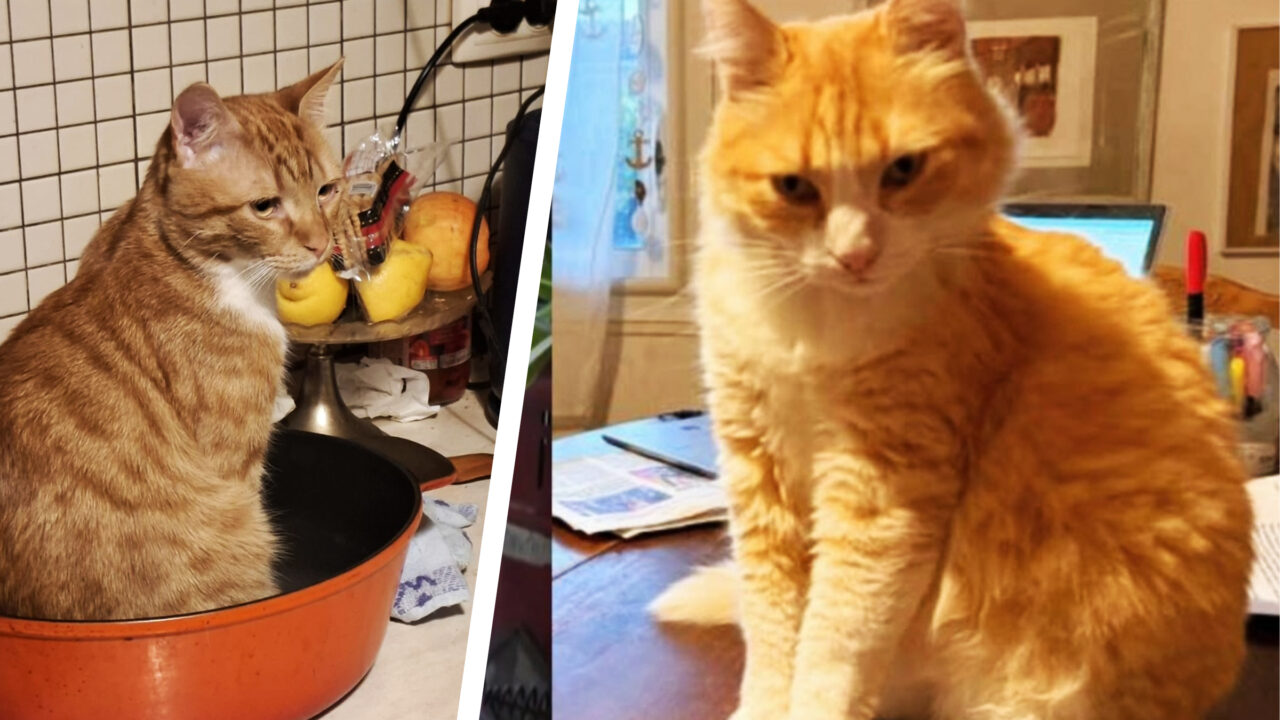 Blestemățiile unui motan portocaliu. Stăpâna lui Remi a fost amendată pentru vagabondajul și actele indecente ale partenerului de viață