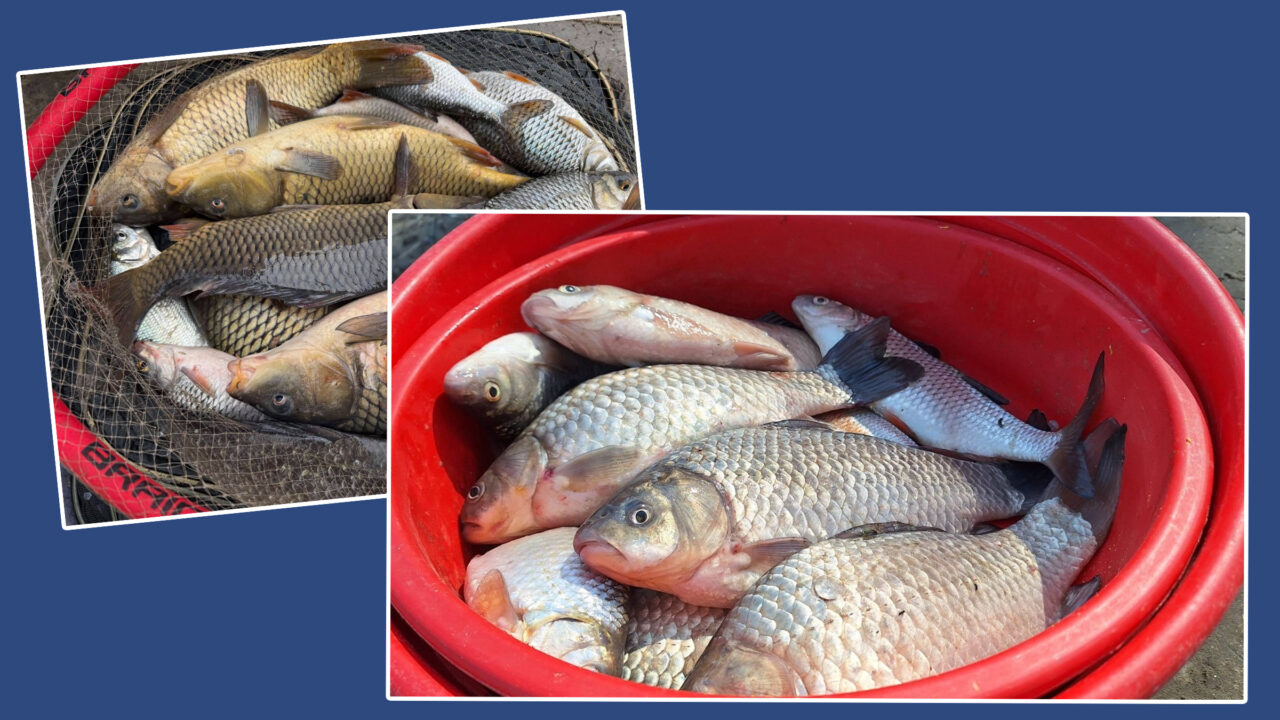 Autoritățile de la Chișinău avertizează moldovenii să nu consume pește din Nistru. Care este motivul