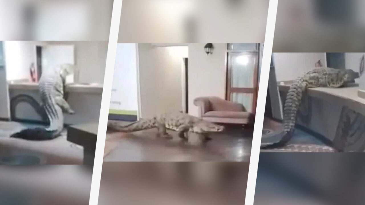 Imagini de groază cu un crocodil uriaș în recepția unui hotel. Unde s-a întâmplat incidentul