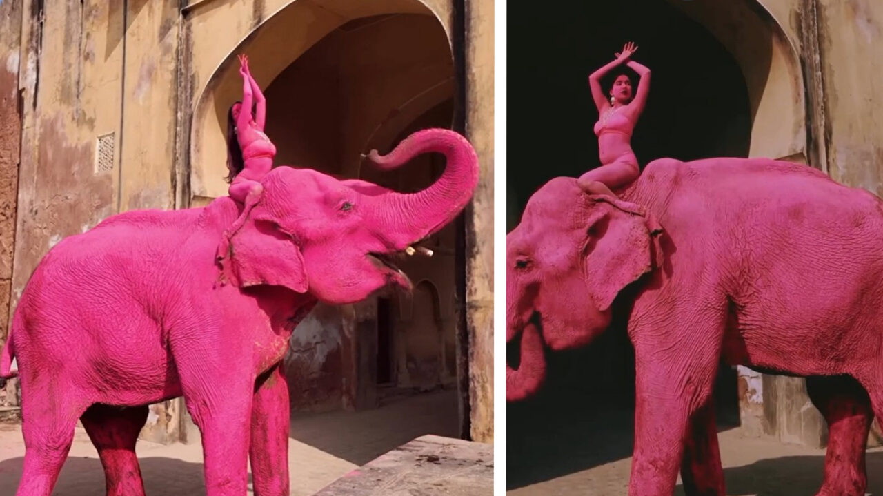 Chanchal, un elefant bătrân vopsit în roz, ar fi murit în India după o ședință foto. Evenimentul a incendiat India