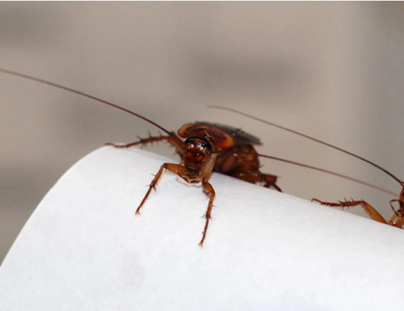 Primăvara se întorc carcalacii. Cum să ții gândacii de bucătărie departe de casa ta pentru totdeauna