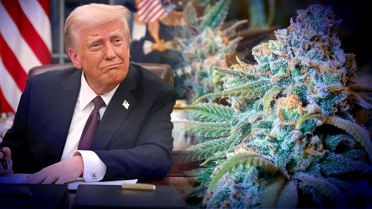 Administrația Trump schimbă reclasifică canabisului ca fiind mai puțin periculos. Ce înseamnă noua clasificare anunțată de Statele Unite
