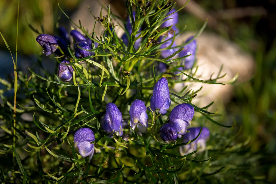 Planta ucigătoare care seamănă extrem de bine cu pătrunjelul. Unde o găsim și cât de periculoasă este