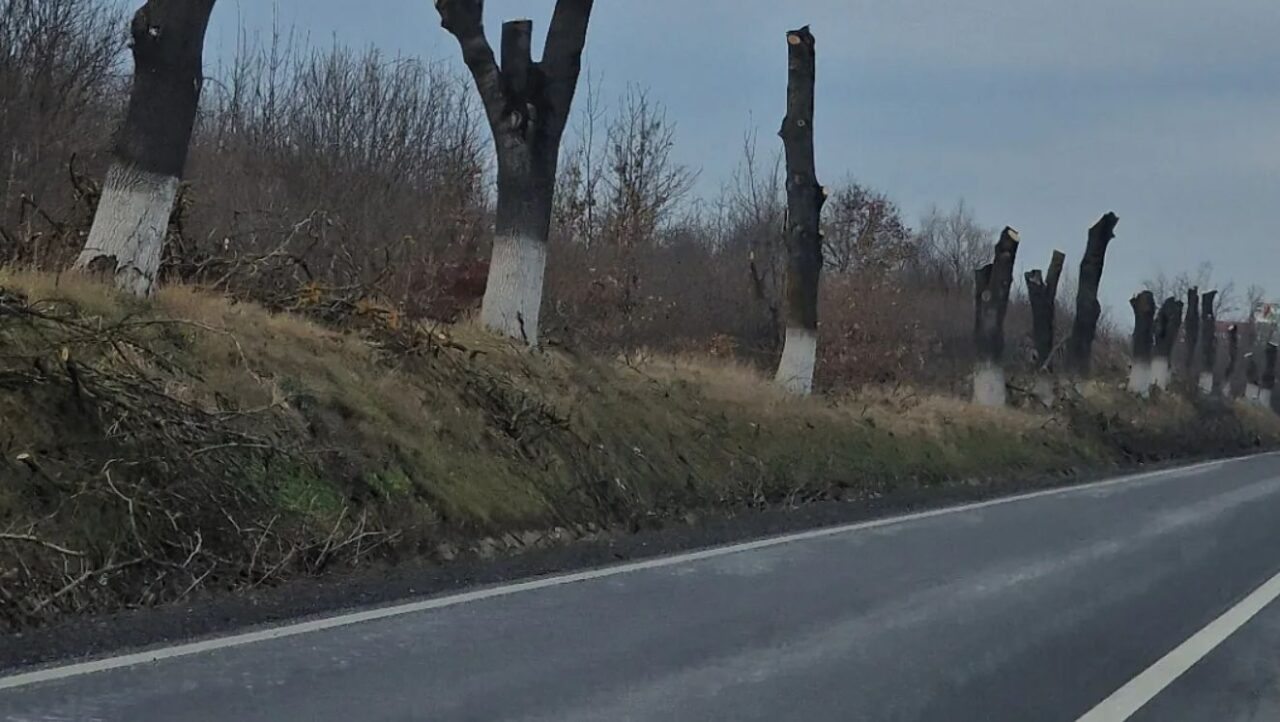 Iași. Șefii județului au decis tăierea a peste 1.000 de arbori: „Risc pentru circulație”