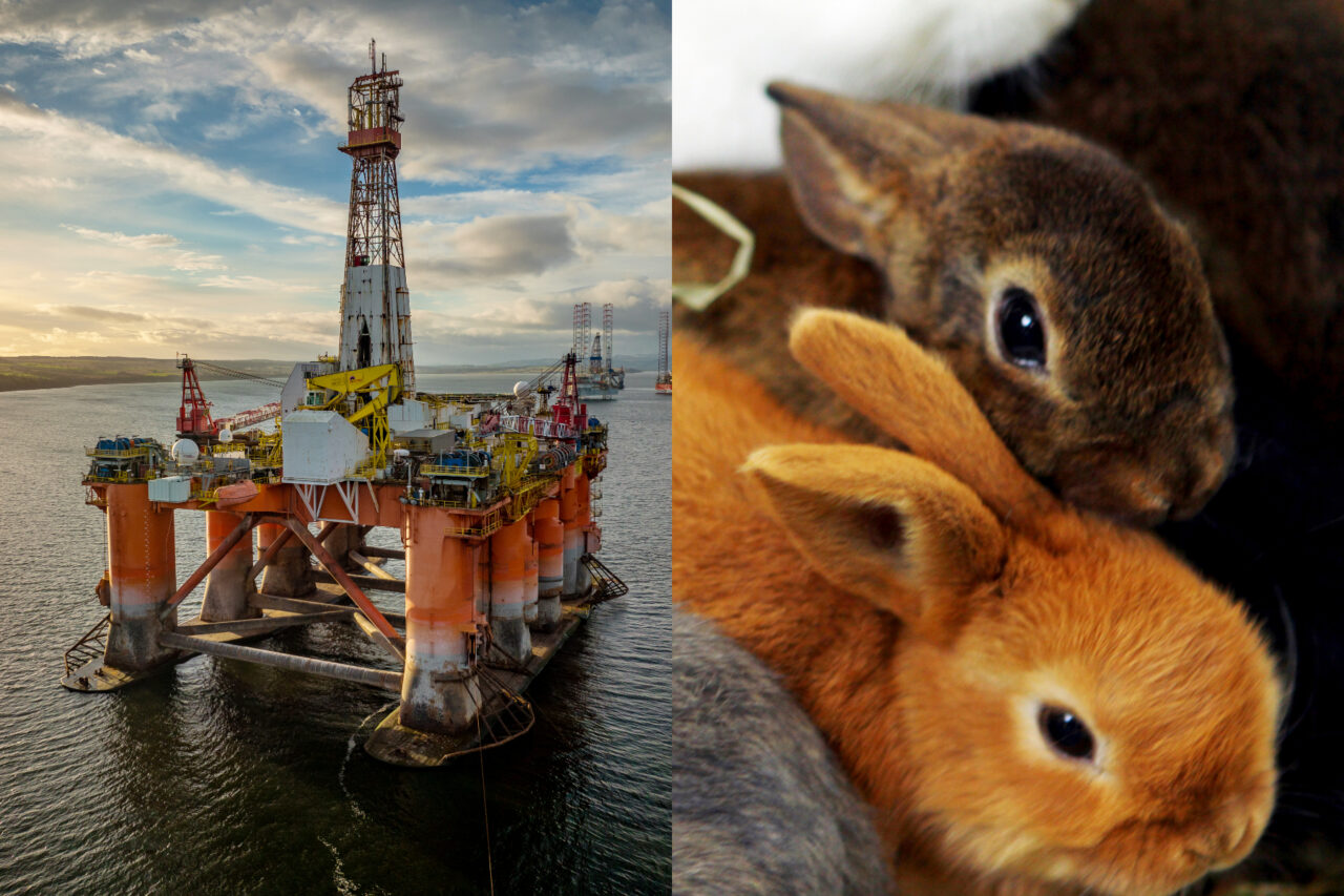 Trei iepurași au fost salvați de pe o platformă de foraj. Angajații au sunat imediat alarma: „Le-am pregătit un culcuș cald”