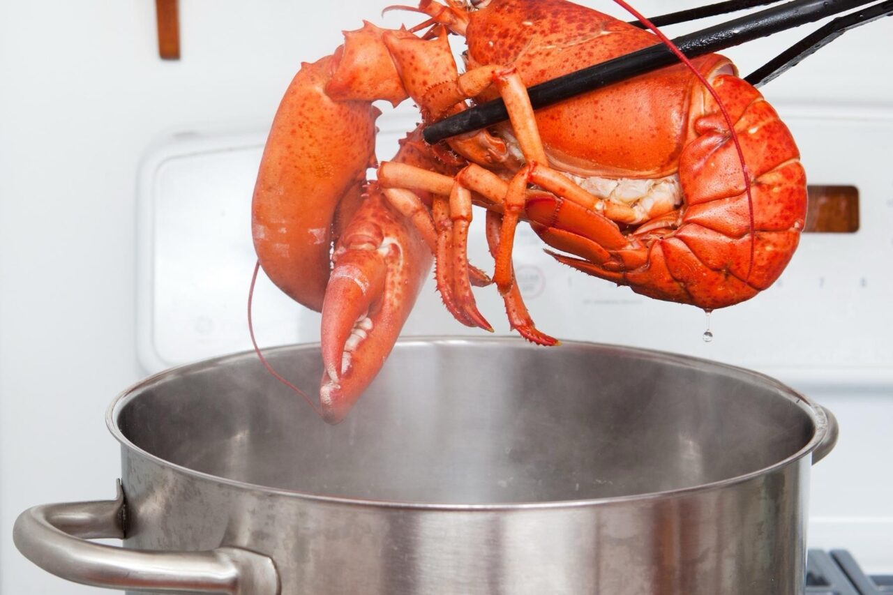 Oamenii de știință cer interzicerea imediată a fierberii homarilor de vii