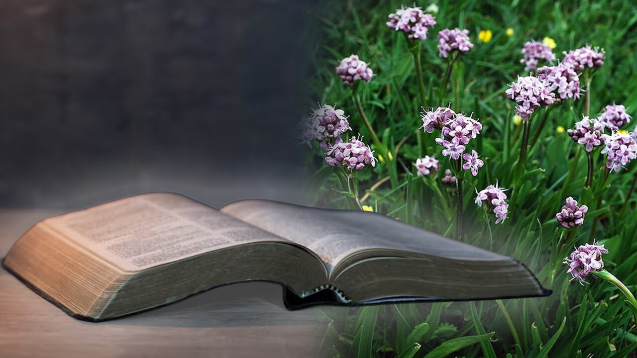 Nardul, planta miraculoasă din Himalaya și călătoria ei spre Ierusalim. Cum a ajuns să fie menționată în Biblie