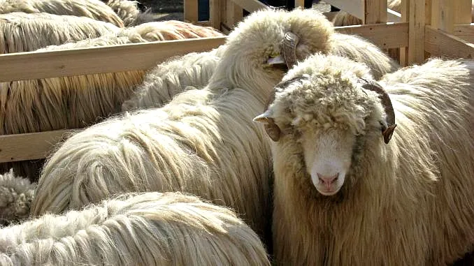 Victorie în instanță pentru mega-fabrica de lână din România: Guvernul trebuie să reanalizeze ajutorul de stat