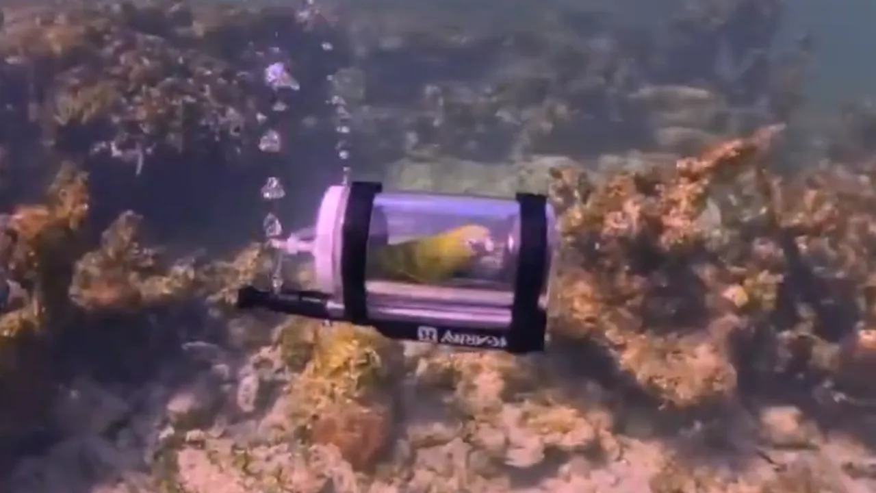 Primul papagal din lume care face snorkeling