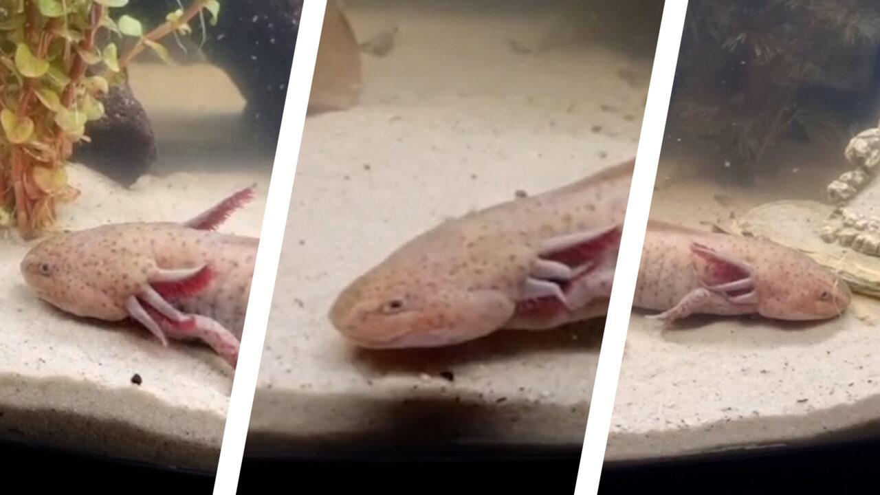 O fetiță de a pescuit „un pește” mexican cu patru picioare sub un pod din Țara Galilor. Cum a traversat creatura Atlanticul