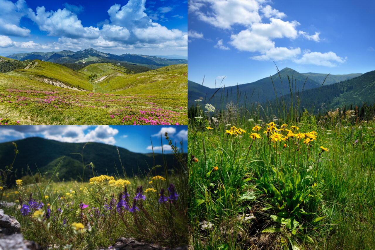 Planta care ajută la calmarea inflamației și a durerii. În România mai poartă denumirea de „Carul Zânelor”