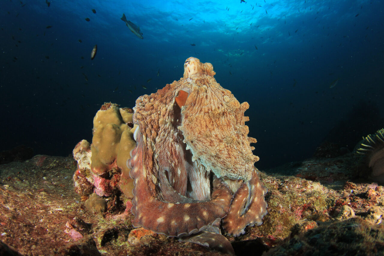 Krakenul era real: o caracatiță carnivoră de acum o sută de milioane de ani, care măsoară 19 metri, a fost descoperită